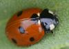 Coccinella septempunctata